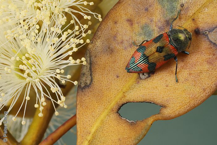 Castiarina hanloni, PL4611, female, on Eucalyptus socialis, EP, 12.0 × 4.5 mm